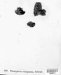 Hymenochaete rubiginosa image